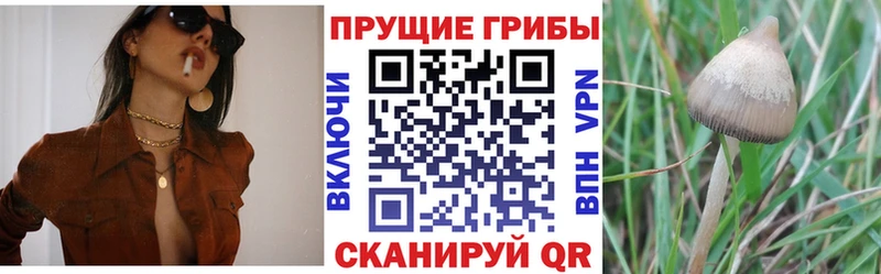 Псилоцибиновые грибы Psilocybine cubensis наркотики Луховицы